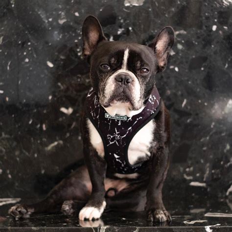 The World’s 20 Most Famous French Bulldogs .